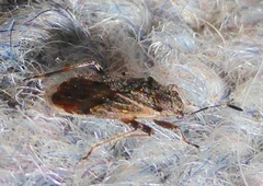 Nysiini
