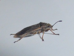 Nysiini