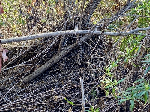 iNaturalist observation photo of Woodrats