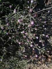 Disparago