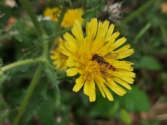 Episyrphus balteatus