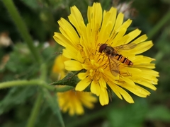 Episyrphus balteatus