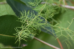 Asparagus racemosus