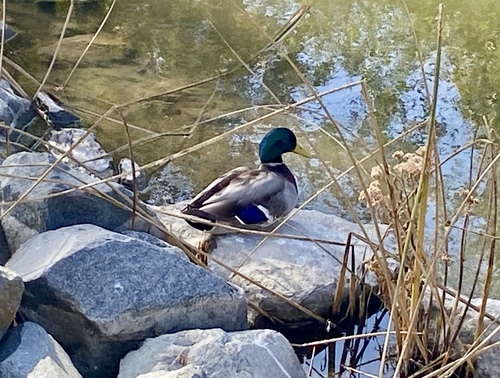 iNaturalist observation photo of Mallard