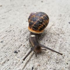 Cornu aspersum