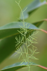Asparagus racemosus