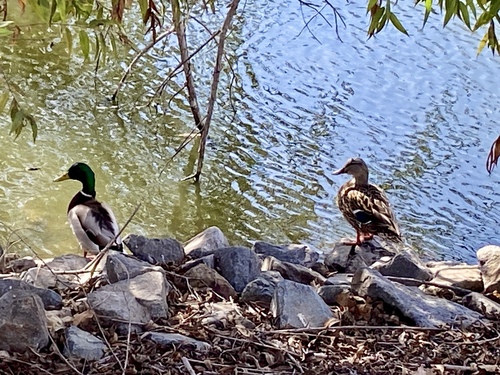 iNaturalist observation photo of Mallard
