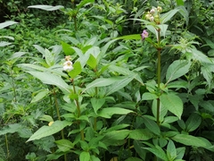 Impatiens glandulifera