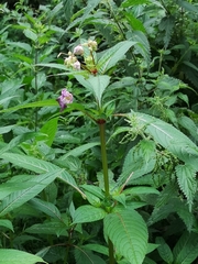 Impatiens glandulifera
