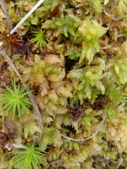 Sphagnum denticulatum
