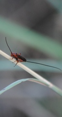 Glyptomorpha pectoralis