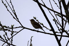 Phylloscopidae