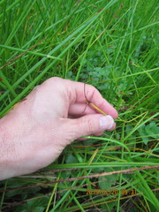 Isolepis distigmatosa