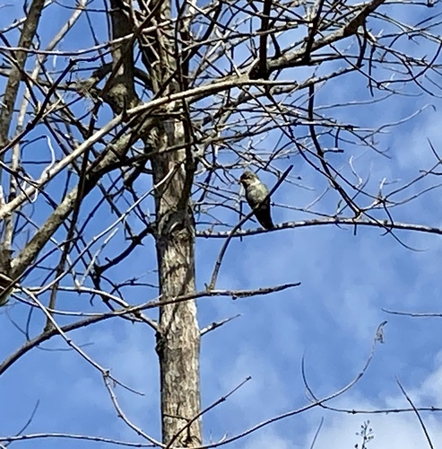 iNaturalist observation photo of Anna's Hummingbird