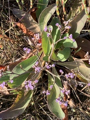 Limonium californicum