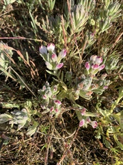 Chloropyron maritimum palustre