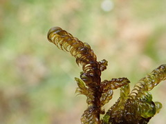 Scorpidium revolvens