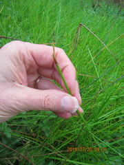 Isolepis distigmatosa