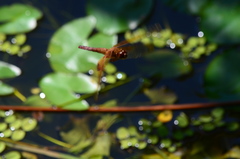 Hydrobasileus croceus