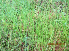 Isolepis distigmatosa