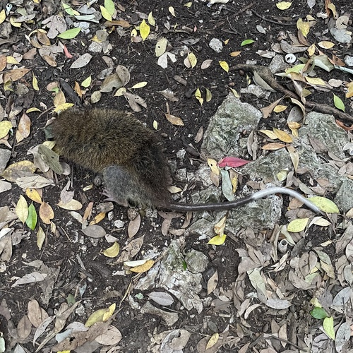 ケナガネズミ
