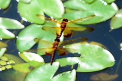 Hydrobasileus croceus