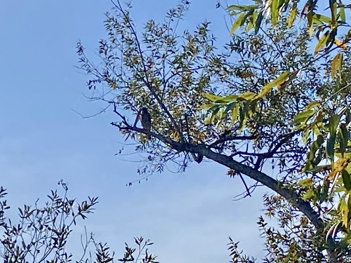 iNaturalist observation photo of Red-shouldered Hawk