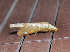 Paralebeda uniformis