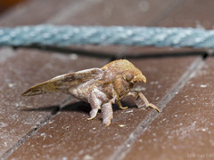 Odonestis erectilinea