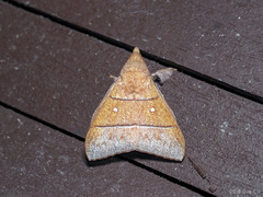 Odonestis erectilinea