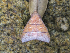 Odonestis erectilinea