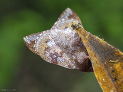 Odonestis erectilinea