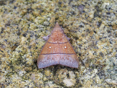 Odonestis erectilinea