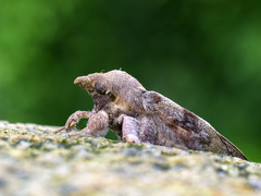 Odonestis erectilinea