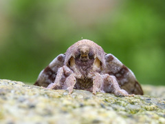 Odonestis erectilinea