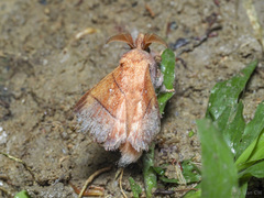 Odonestis erectilinea