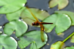 Hydrobasileus croceus