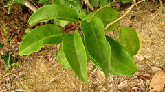 Schoepfia brasiliensis