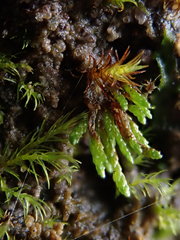 Anomobryum julaceum
