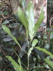 Cola natalensis