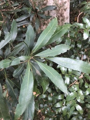 Cola natalensis