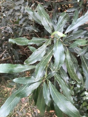 Cola natalensis