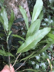 Cola natalensis