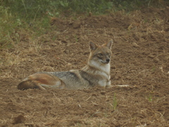 Canis aureus indicus