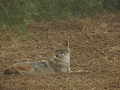 Canis aureus indicus