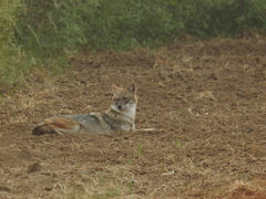 Canis aureus indicus