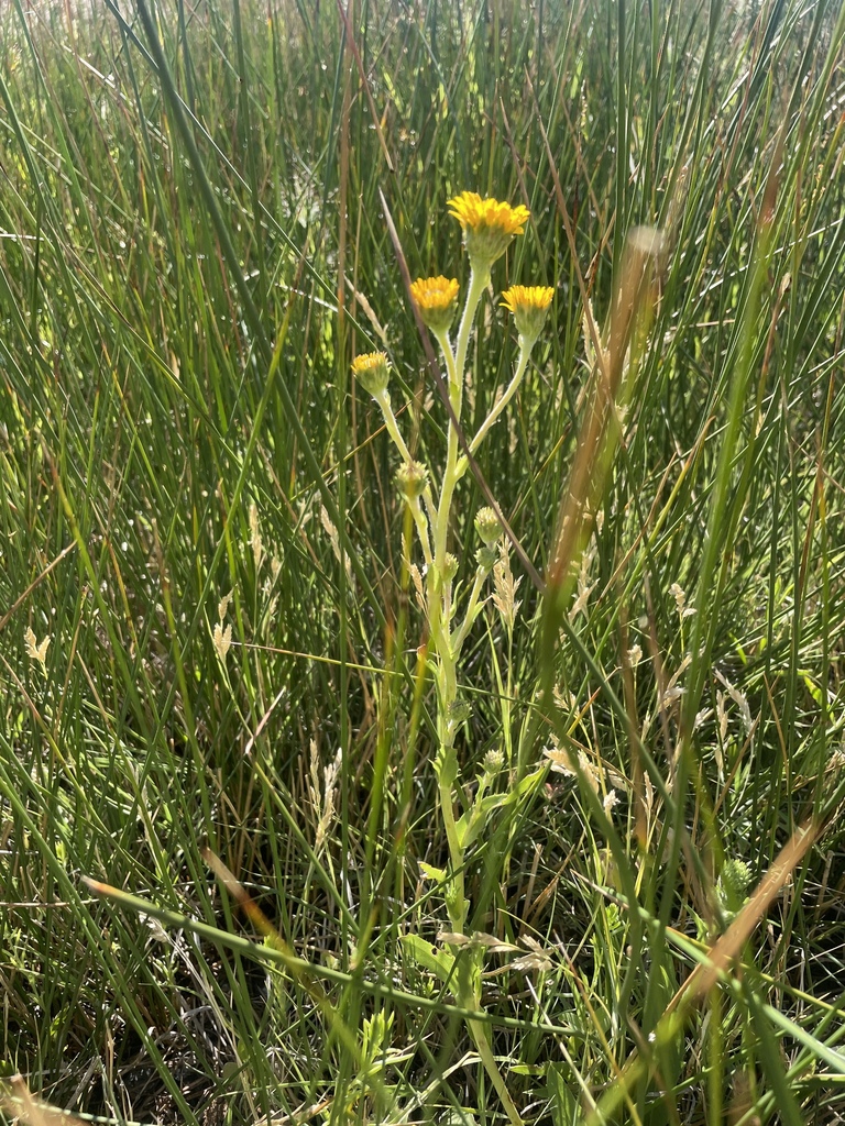 Pyrrocoma lapathifolia