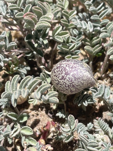 Astragalus perianus