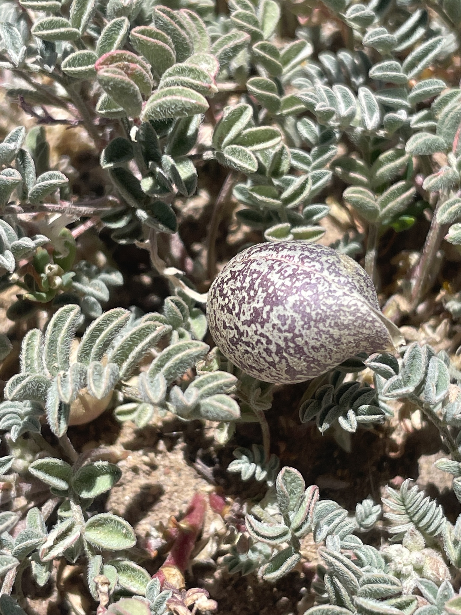 Astragalus perianus