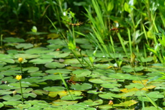 Hydrobasileus croceus